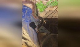 网友爆料被蛇咬视频大全,惊险瞬间！网友爆料蛇咬事件视频大盘点