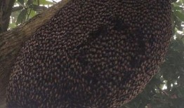 蜂巢 在线观看,揭秘神秘蜂群世界的在线奇观