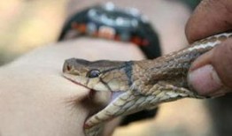 网友爆料被蛇咬视频大全,惊险瞬间！网友爆料蛇咬事件视频大盘点