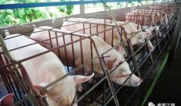 网友爆料猪场视频播放,养殖场真相令人触目惊心