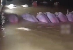 网友爆料猪场视频播放,养殖场真相令人触目惊心