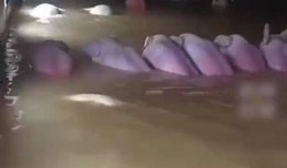 网友爆料猪场视频播放,养殖场真相令人触目惊心