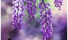 紫藤花歌曲视频热点爆料,揭秘背后热点事件