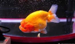 厦门金鱼最新爆料,揭秘金鱼界的最新动态与趋势