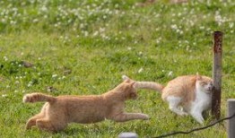 动物爆料小故事搞笑视频,搞笑视频里的爆笑瞬间