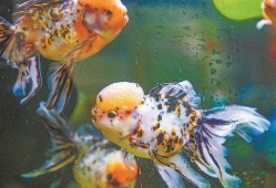 厦门金鱼最新爆料,揭秘金鱼界的最新动态与趋势