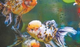 厦门金鱼最新爆料,揭秘金鱼界的最新动态与趋势