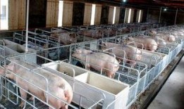 网友爆料猪场视频播放,养殖场真相令人触目惊心