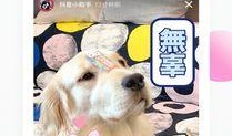 抖音狗崽爆料视频,揭秘热门视频背后的故事