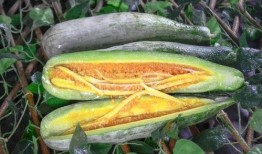 西安网红吃瓜,揭秘城市美食背后的故事