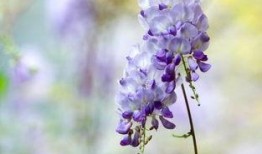 紫藤花歌曲视频热点爆料,揭秘背后热点事件