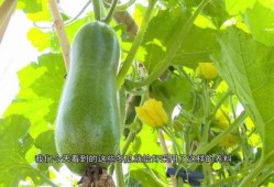 广东健身网红吃瓜,揭秘健身圈幕后故事