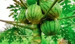 吃瓜网红图片大全集视频,带你领略网红风采