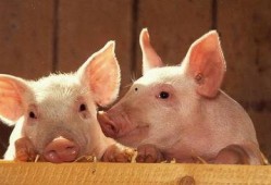 十一月份猪价爆料最新行情,供需博弈下的市场动态”