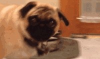 赤犬巴哥爆料视频,揭秘视频背后的惊人真相