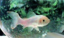 厦门金鱼最新爆料,揭秘金鱼界的最新动态与趋势