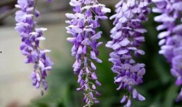 紫藤花歌曲视频热点爆料,揭秘背后热点事件