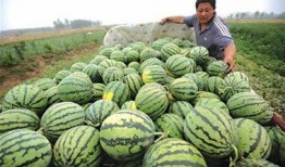 青岛吃瓜网红是谁啊视频,揭秘幕后故事